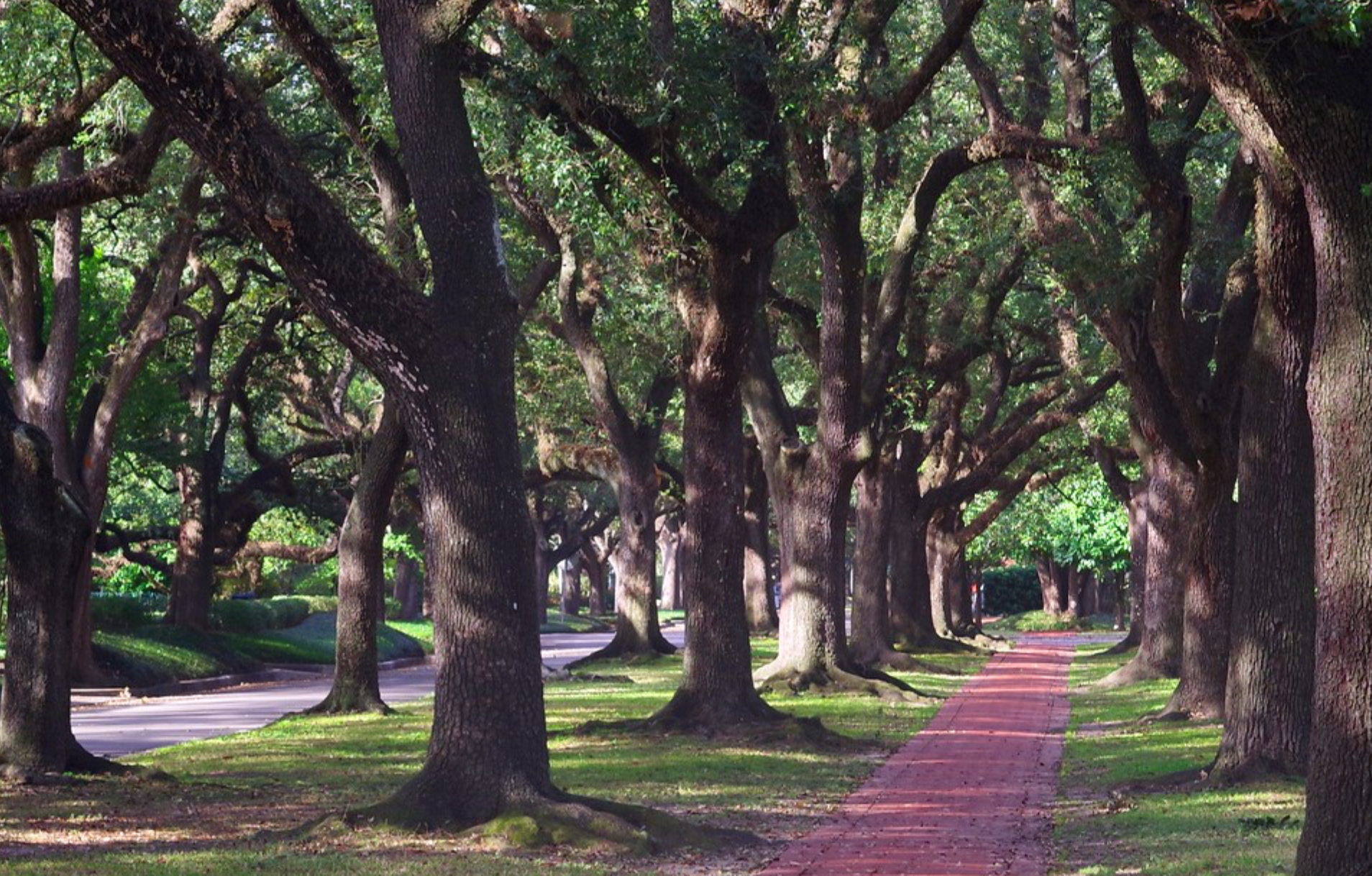 Large oak trees along brick path