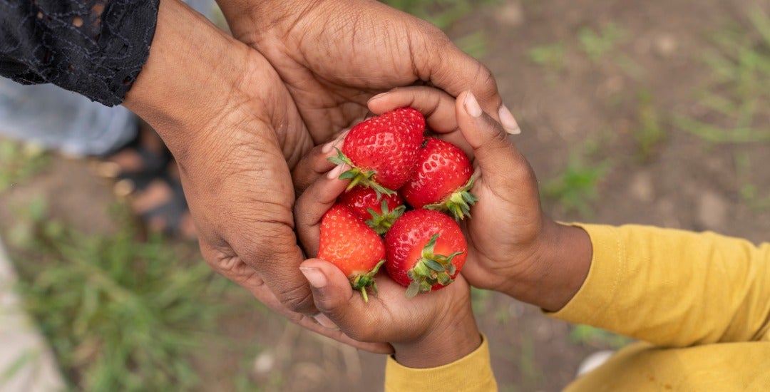 A mother hands strawberries to her son.