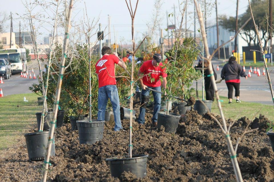 People planting dozens of trees