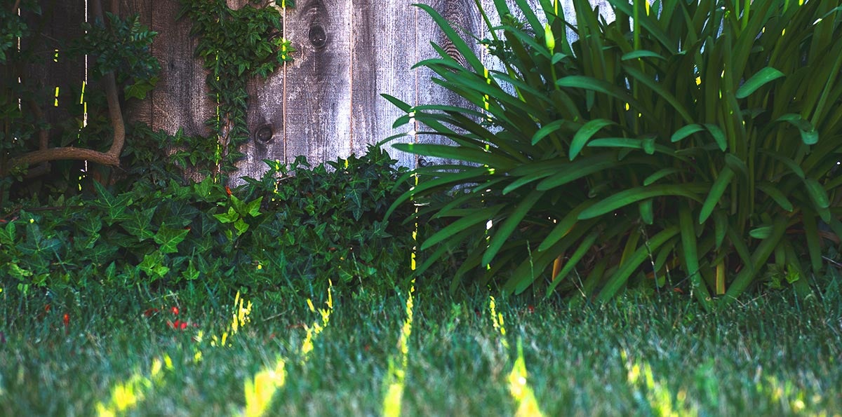 Peaceful and green backyard