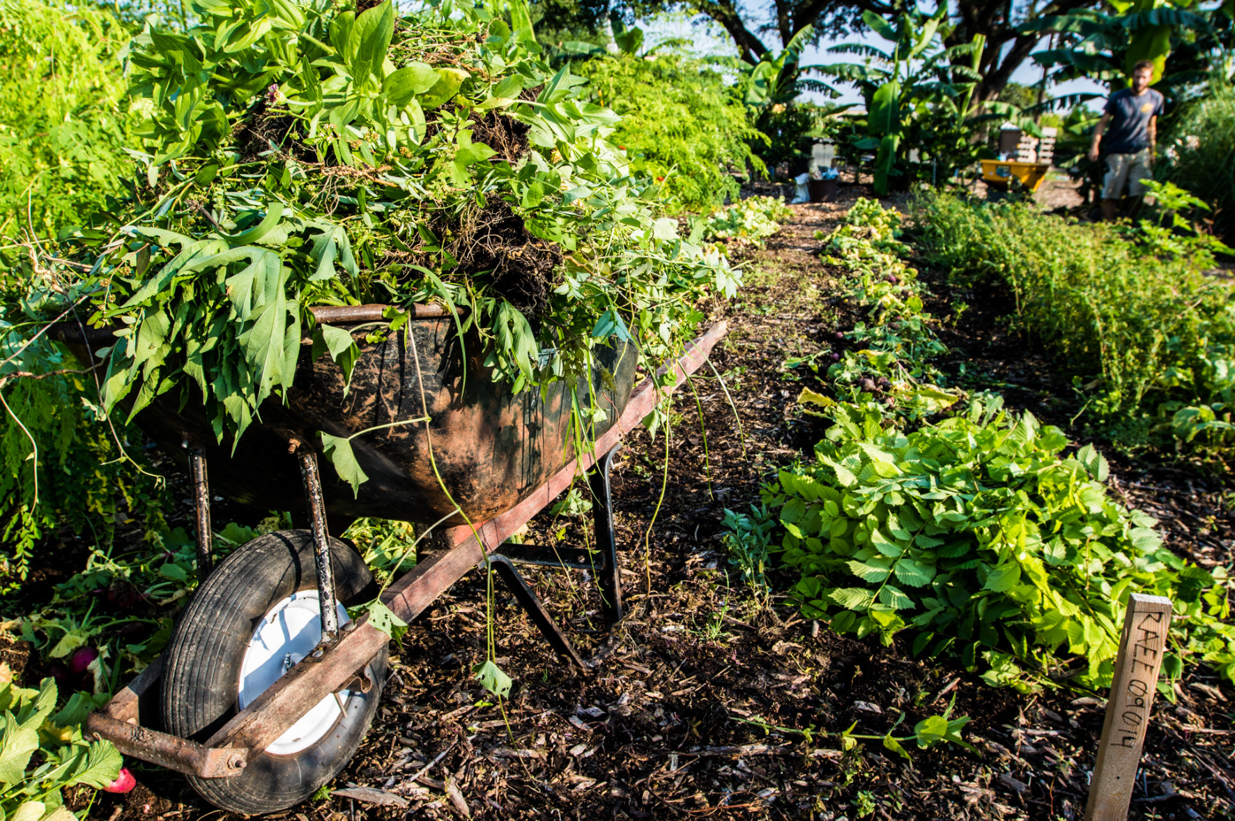 Wheelbarrow full of harvest in field