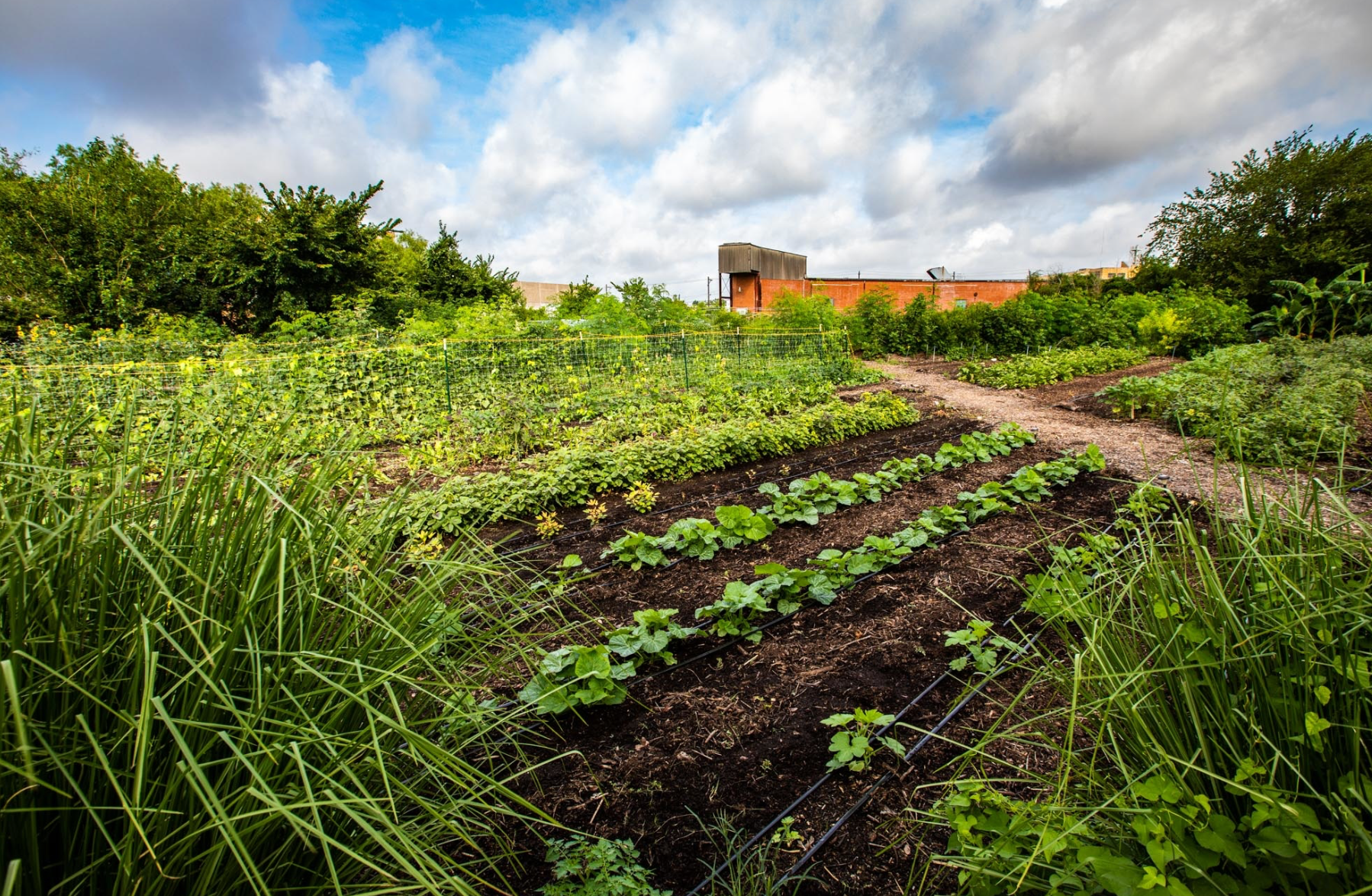 Rows of crops