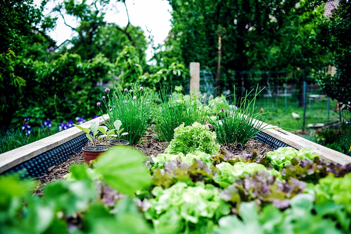 urban vegetable garden