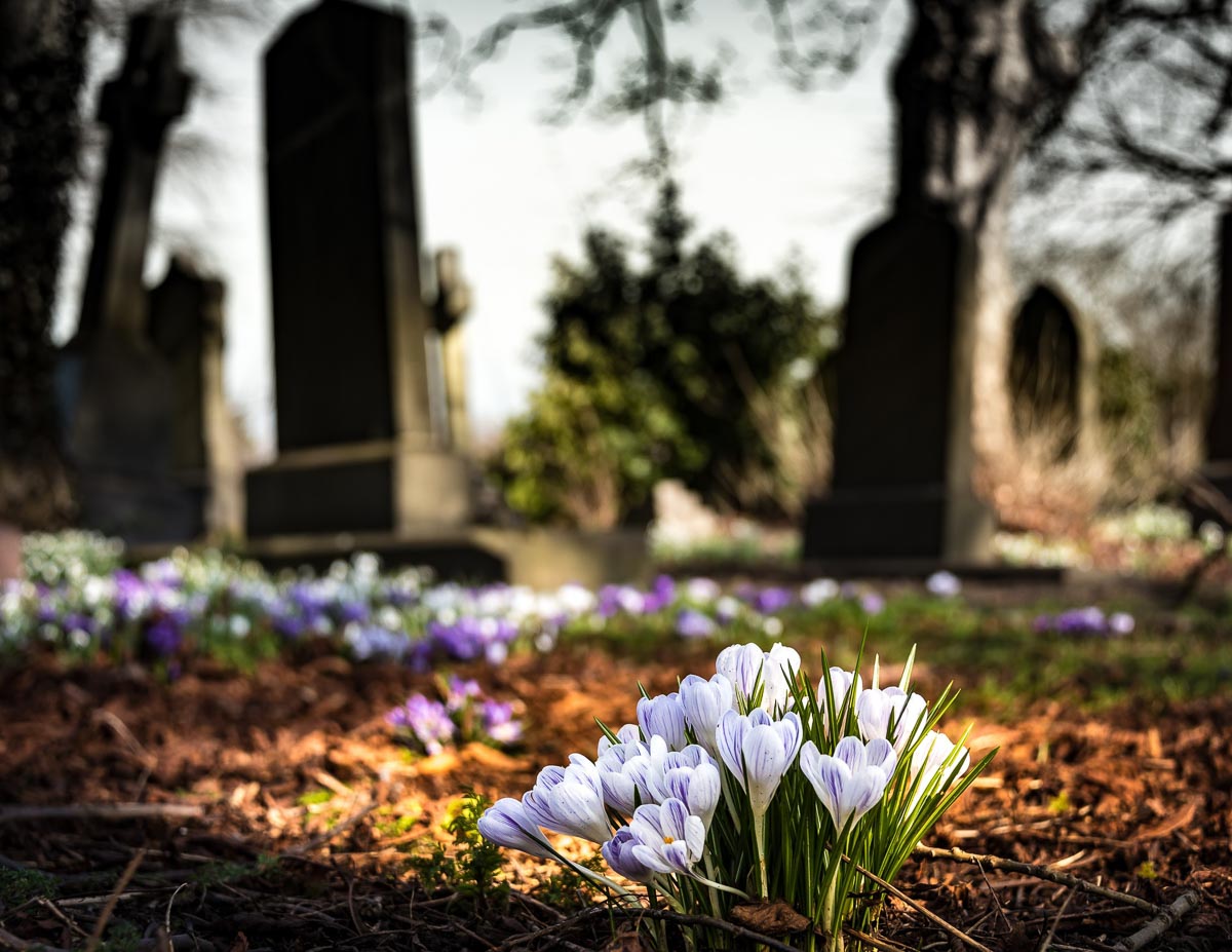 flowers in a cemetery