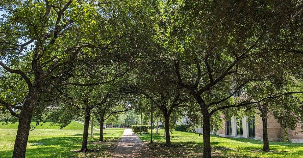 Harris County appears to be losing more trees than it is planting. New ...