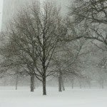 Snow among the trees