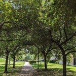 Tree canopy