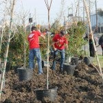 People planting dozens of trees