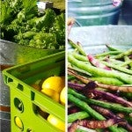 fresh vegetables from the Acres Homes Farmers Market