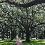 North Boulevard in Broadacres subdivision of Houston