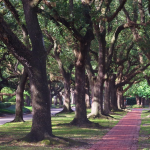 Large oak trees along brick path