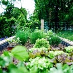 urban vegetable garden