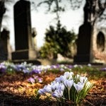 flowers in a cemetery
