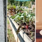 dad playing with son, gardening and laptop