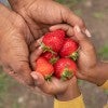 A mother hands strawberries to her son.