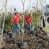 People planting dozens of trees
