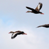 Ducks flying