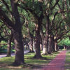 Large oak trees along brick path